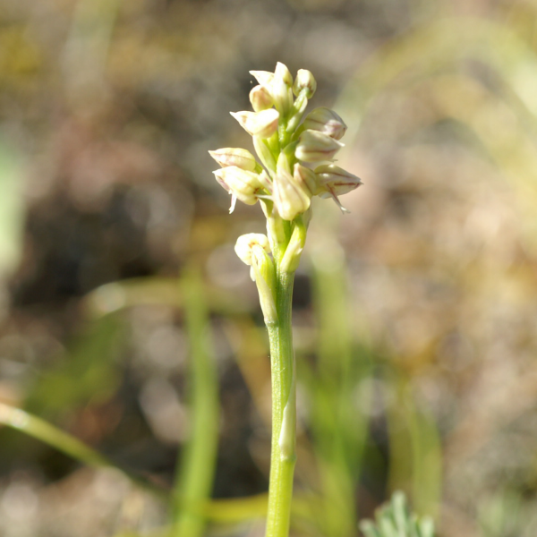 Neotinea maculata